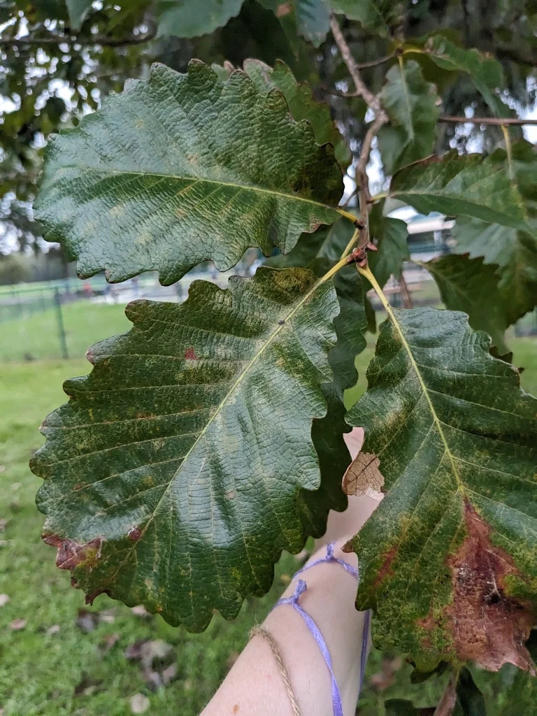 Quercus Michauxii