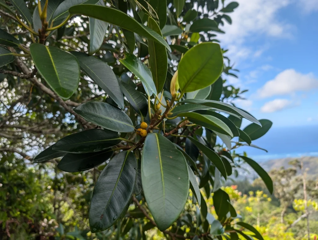 Ficus rubiginosa