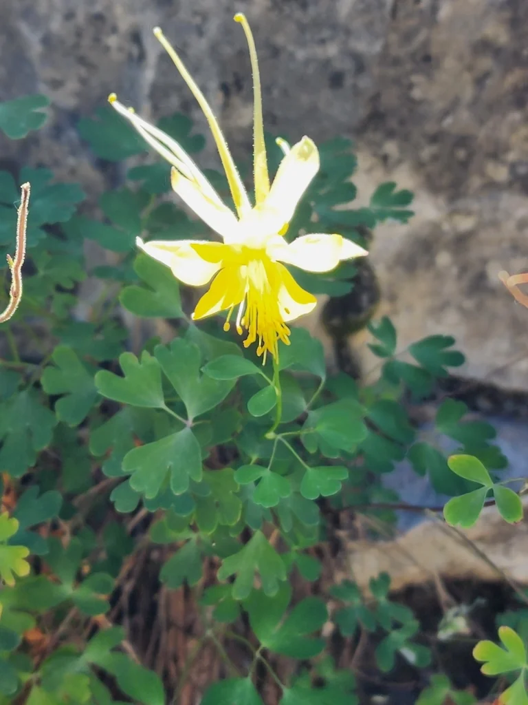 Aquilegia Chrysantha