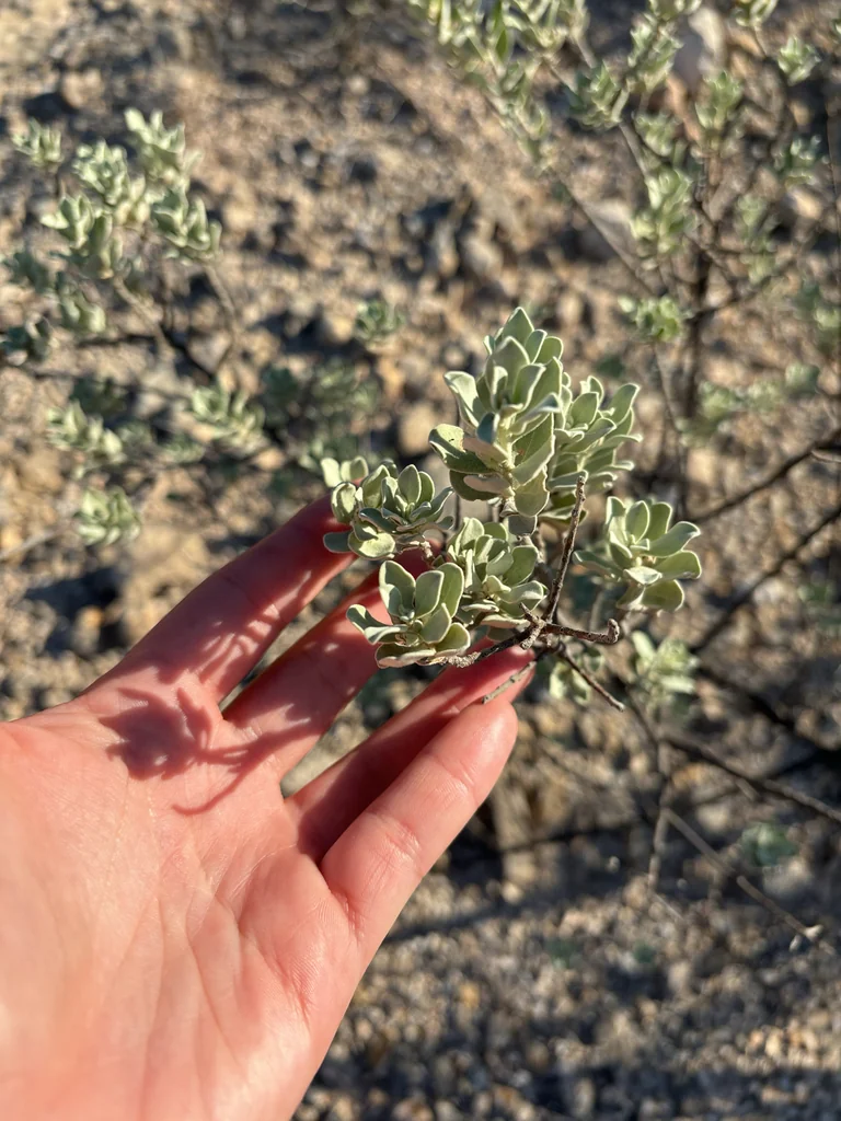 Leucophyllum Frutescens