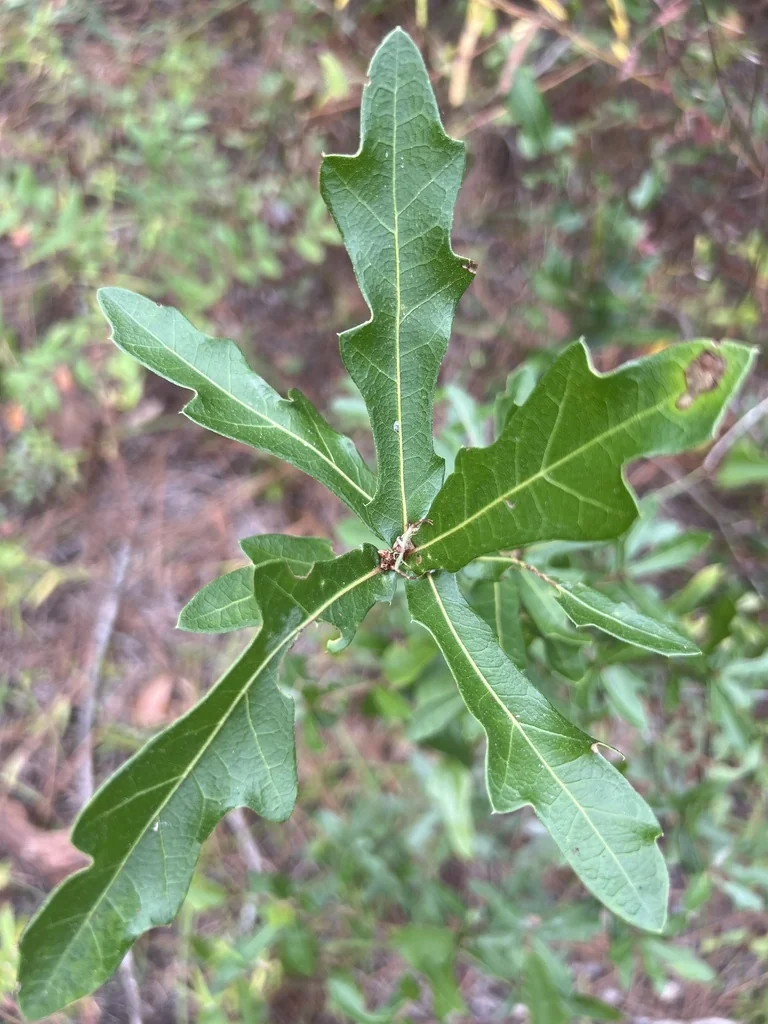 Quercus Hemisphaerica