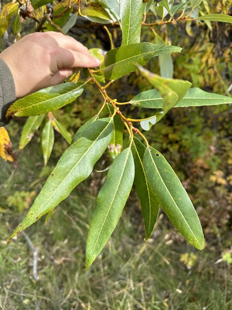 Salix Lucida Ssp. Lasiandra