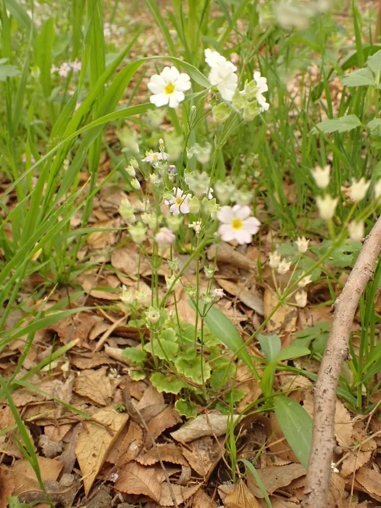 Primula Malacoides