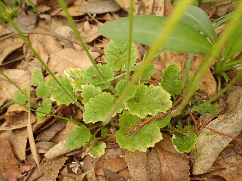 Primula Malacoides