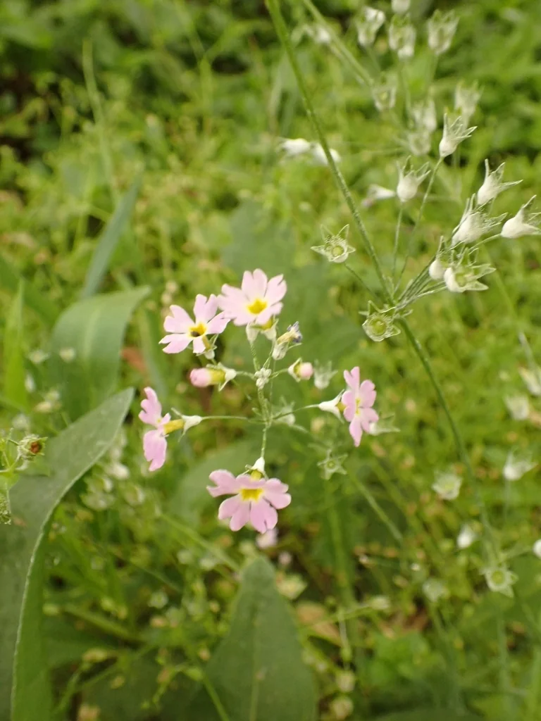 Primula Malacoides