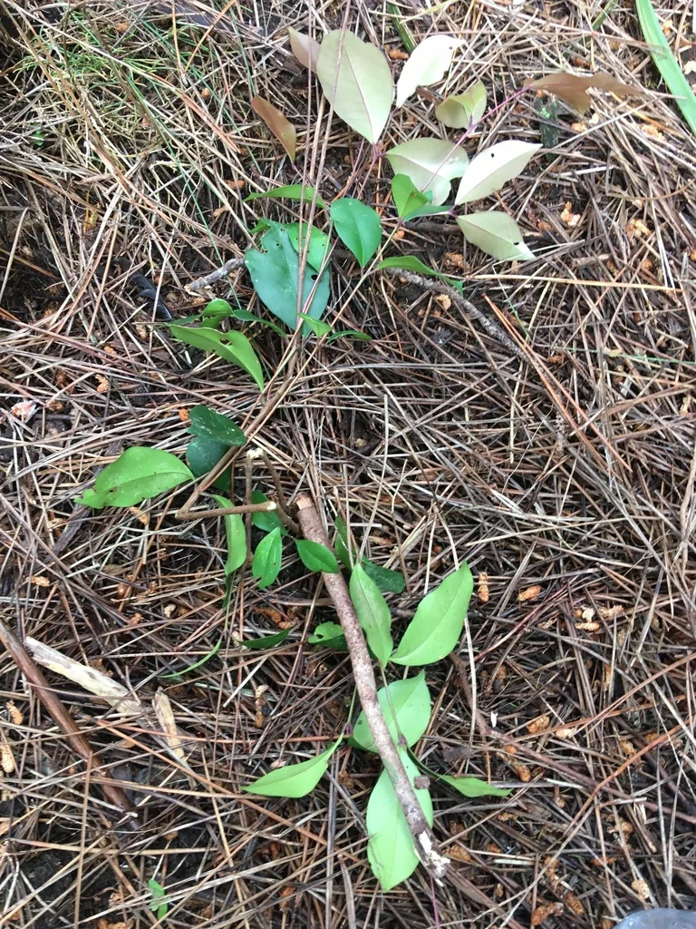 Syzygium Paniculatum