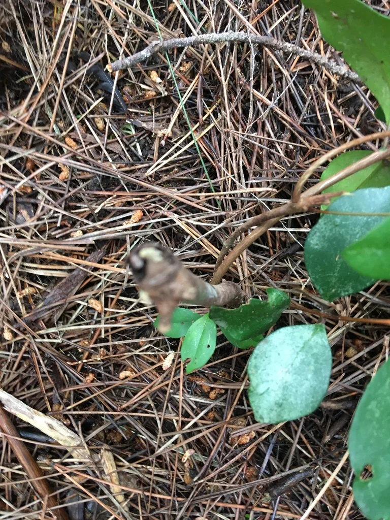 Syzygium Paniculatum