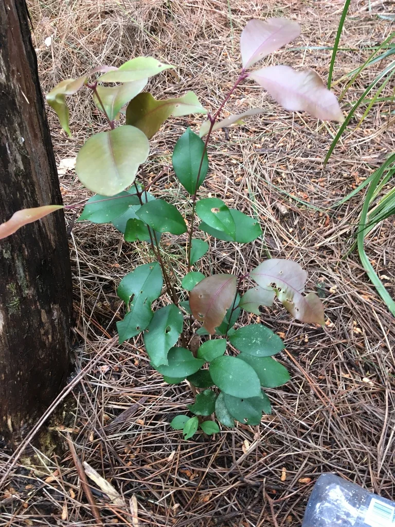 Syzygium Paniculatum