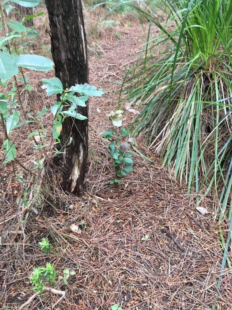 Syzygium Paniculatum