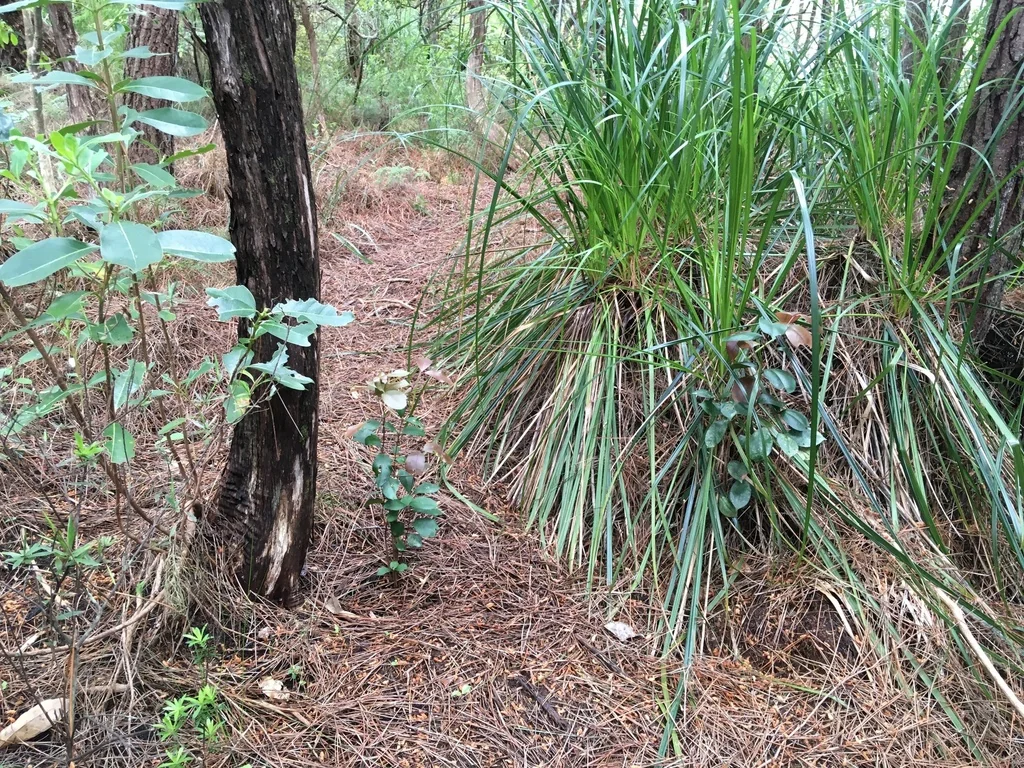Syzygium Paniculatum