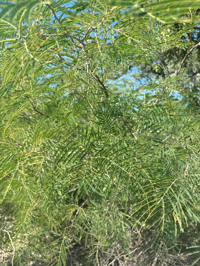 Acacia Berlandieri