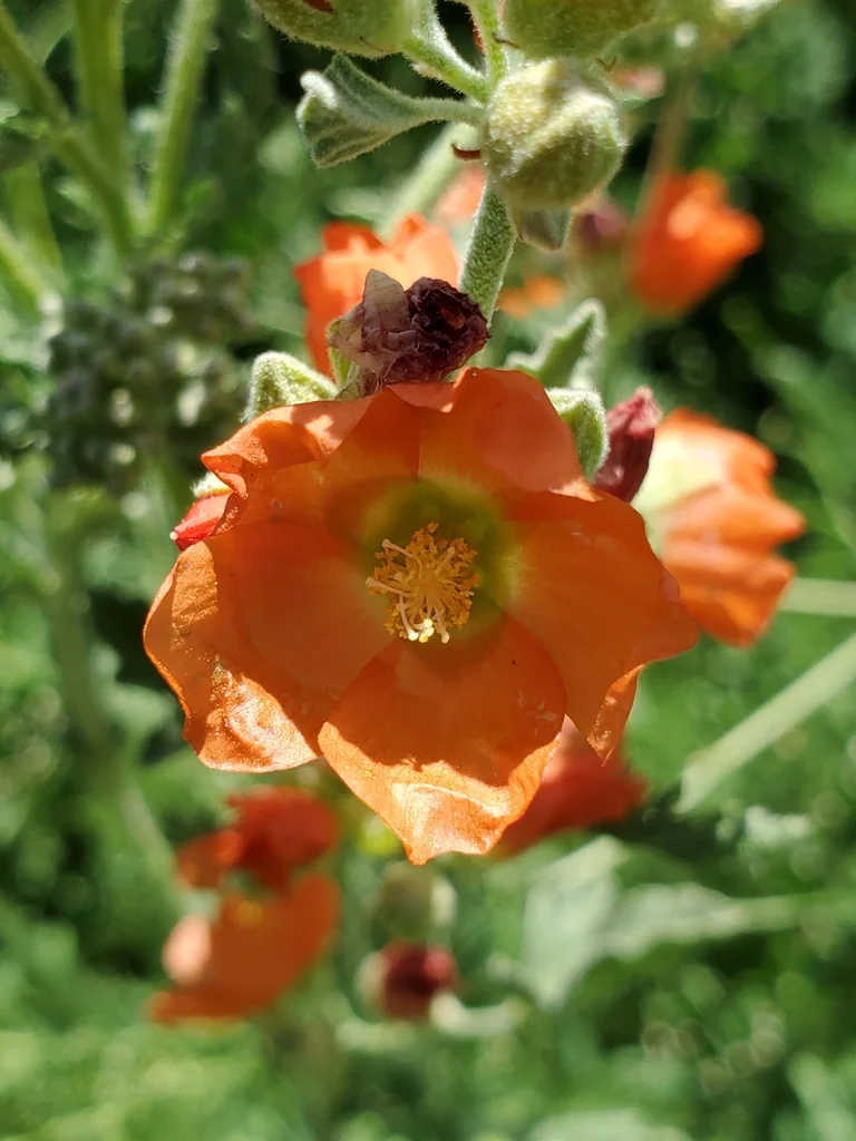Sphaeralcea Munroana