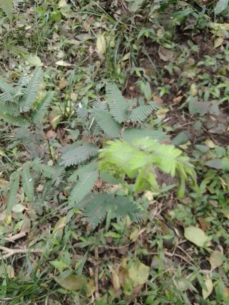 Calliandra Tweedii
