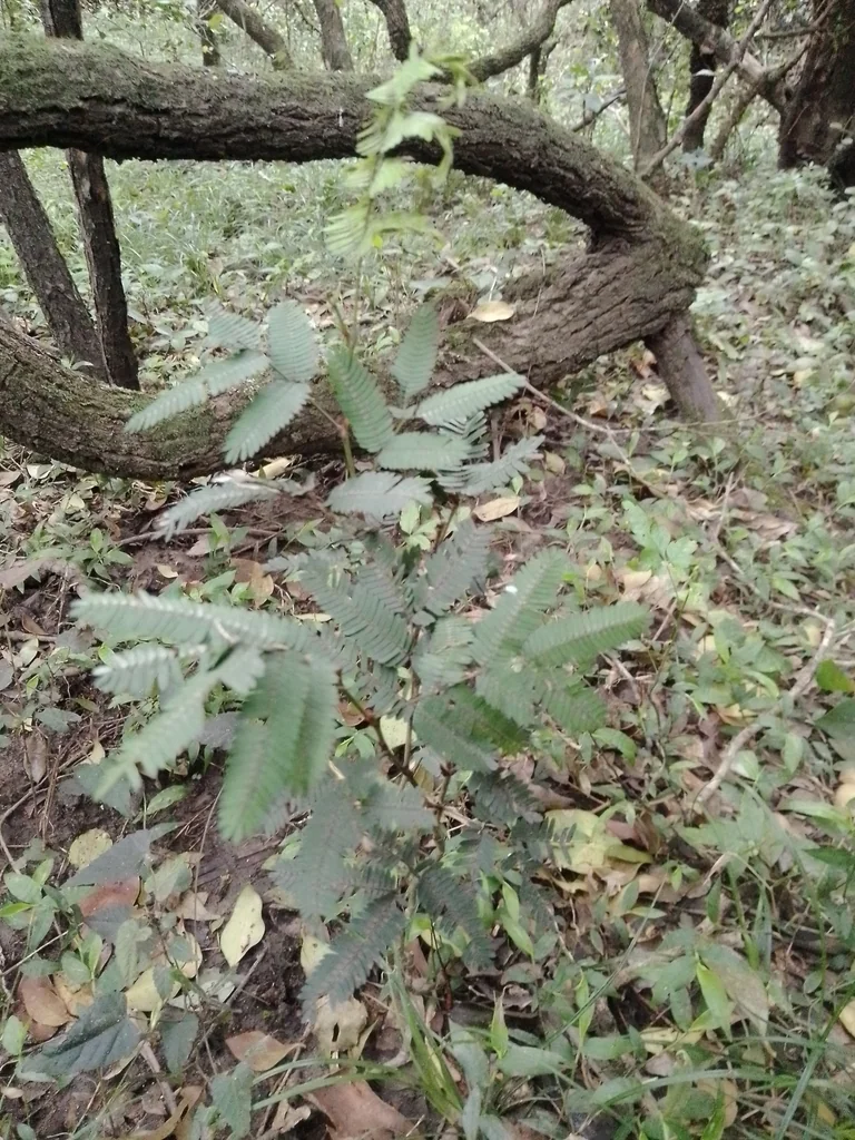 Calliandra Tweedii