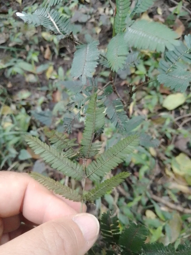 Calliandra Tweedii