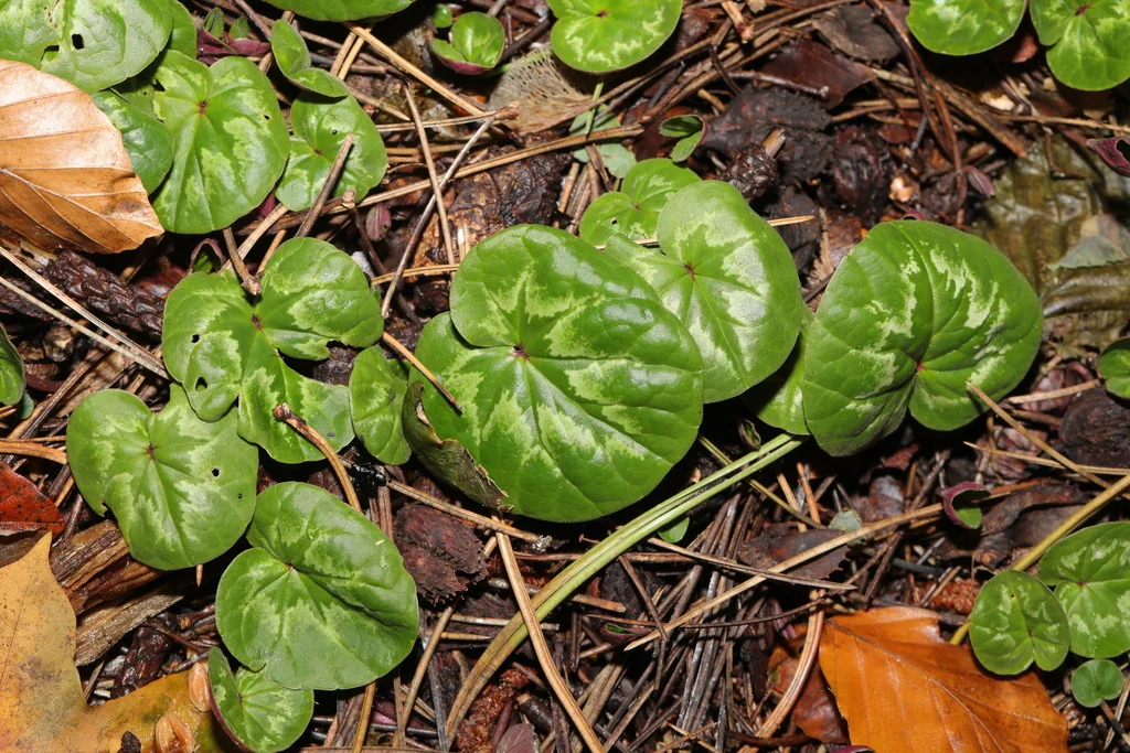 Cyclamen Coum