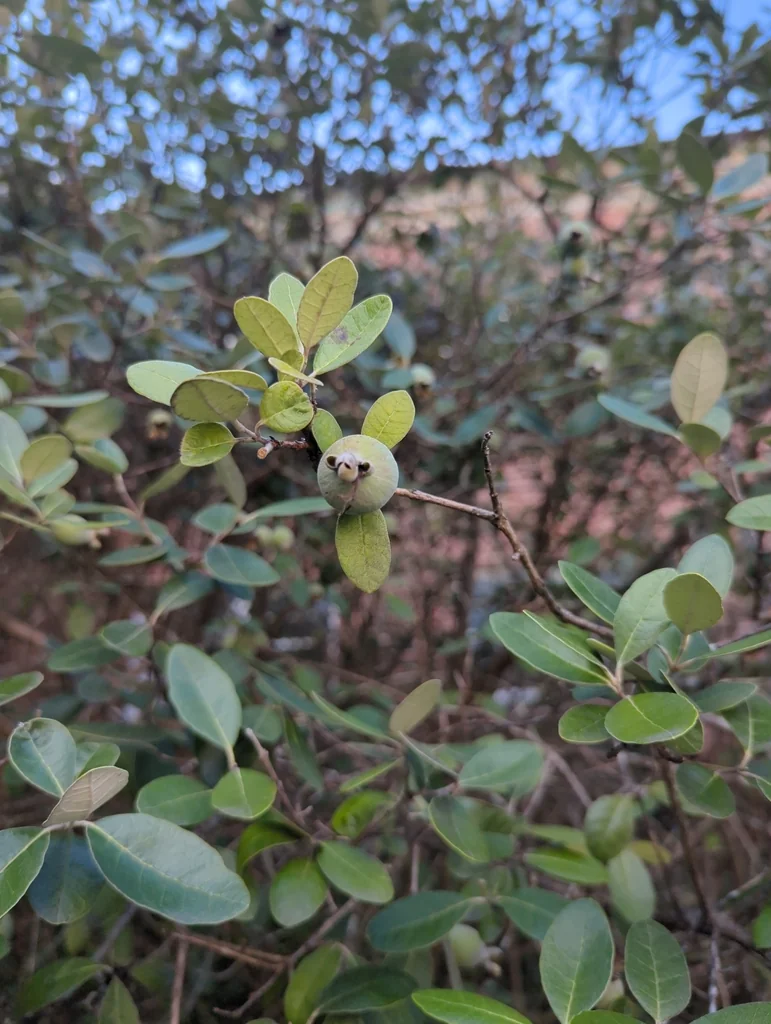 Feijoa sellowiana