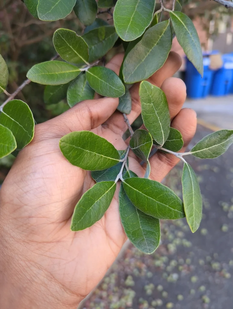 Feijoa sellowiana