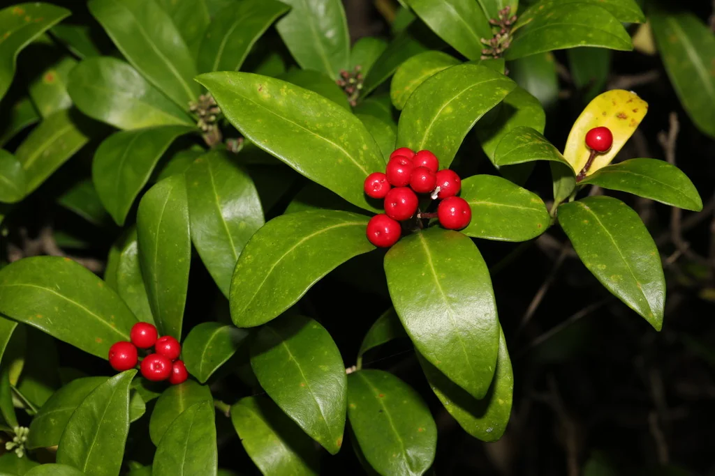 Skimmia Japonica