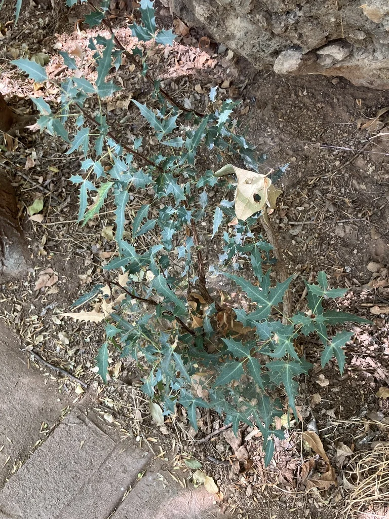Berberis Haematocarpa