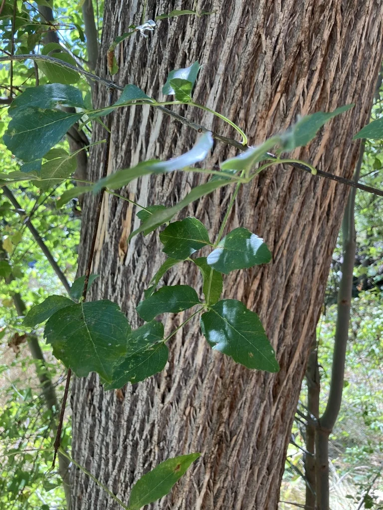 Fraxinus Velutina