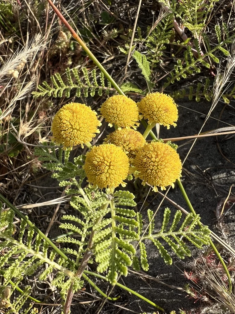 Tanacetum Camphoratum