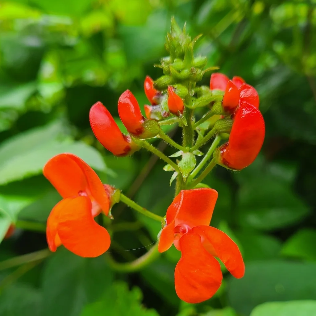 Phaseolus Coccineus