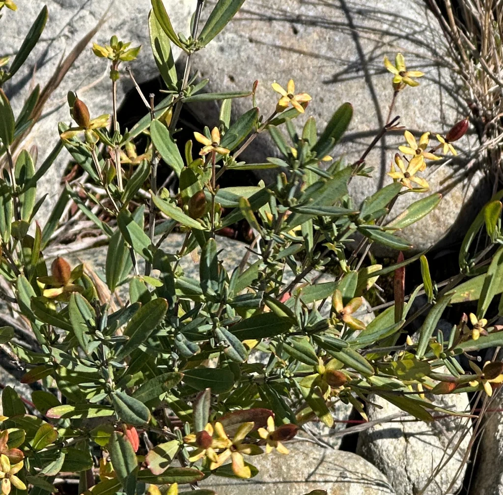 Hypericum Kalmianum