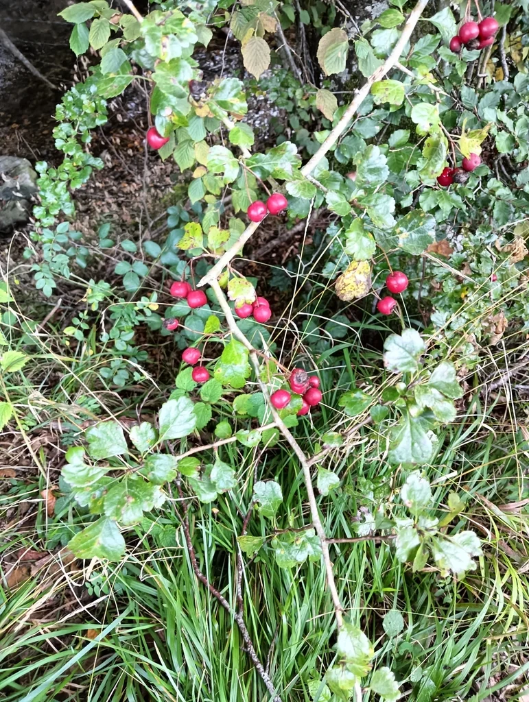 Crataegus Laevigata