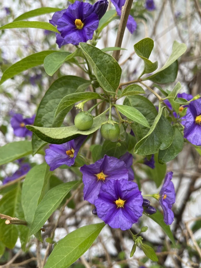 Lycianthes Rantonnetii