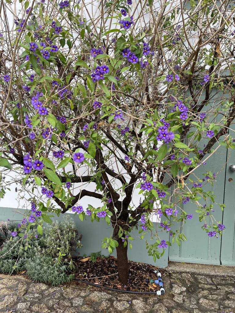 Lycianthes Rantonnetii