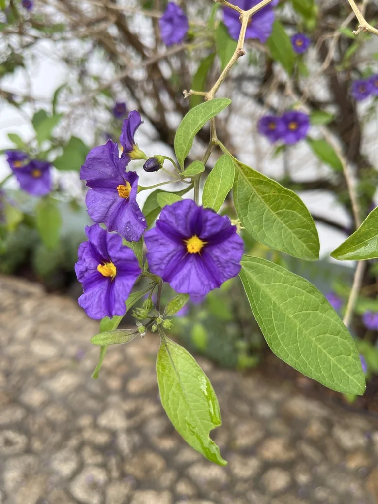 Lycianthes Rantonnetii