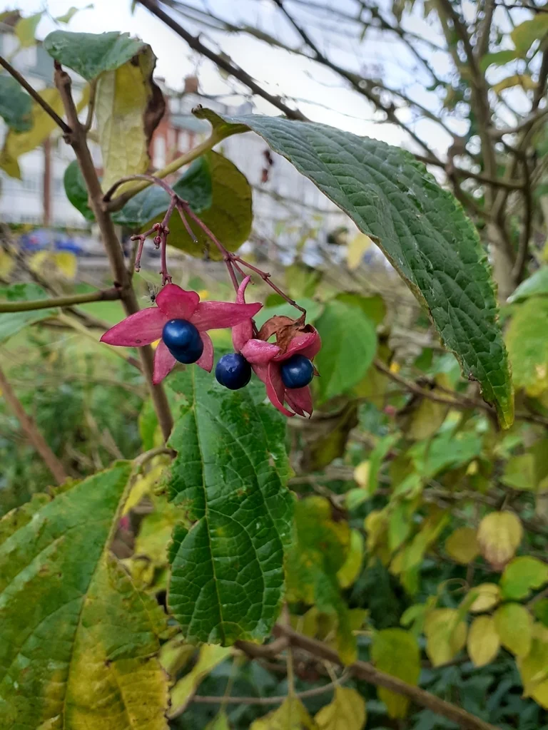 Clerodendrum Trichotomum