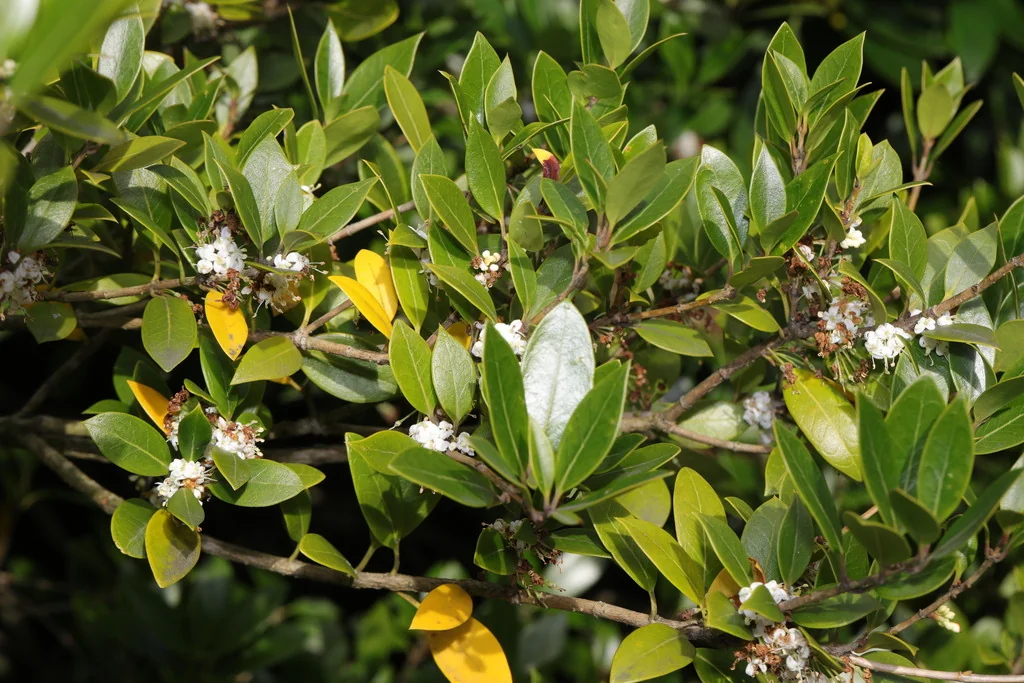 Osmanthus X Burkwoodii