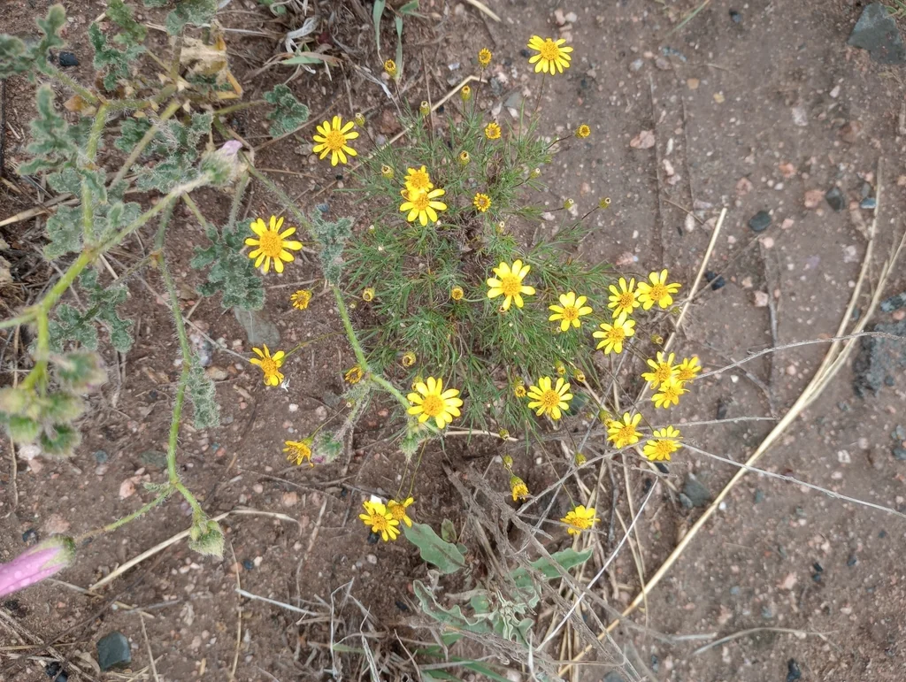 Thymophylla Pentachaeta