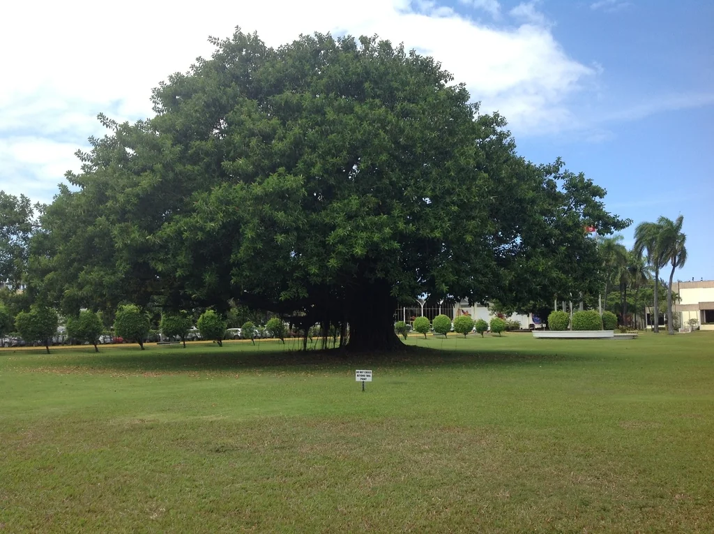 Ficus elastica