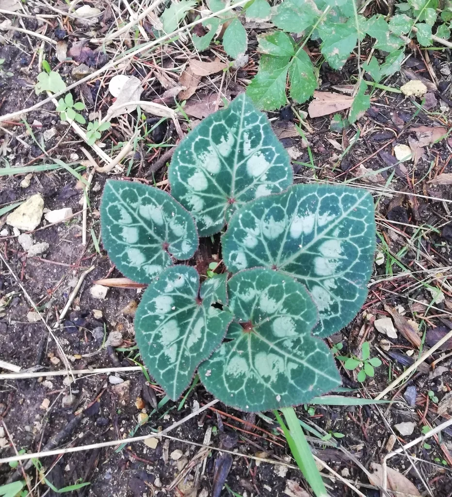 Cyclamen Persicum