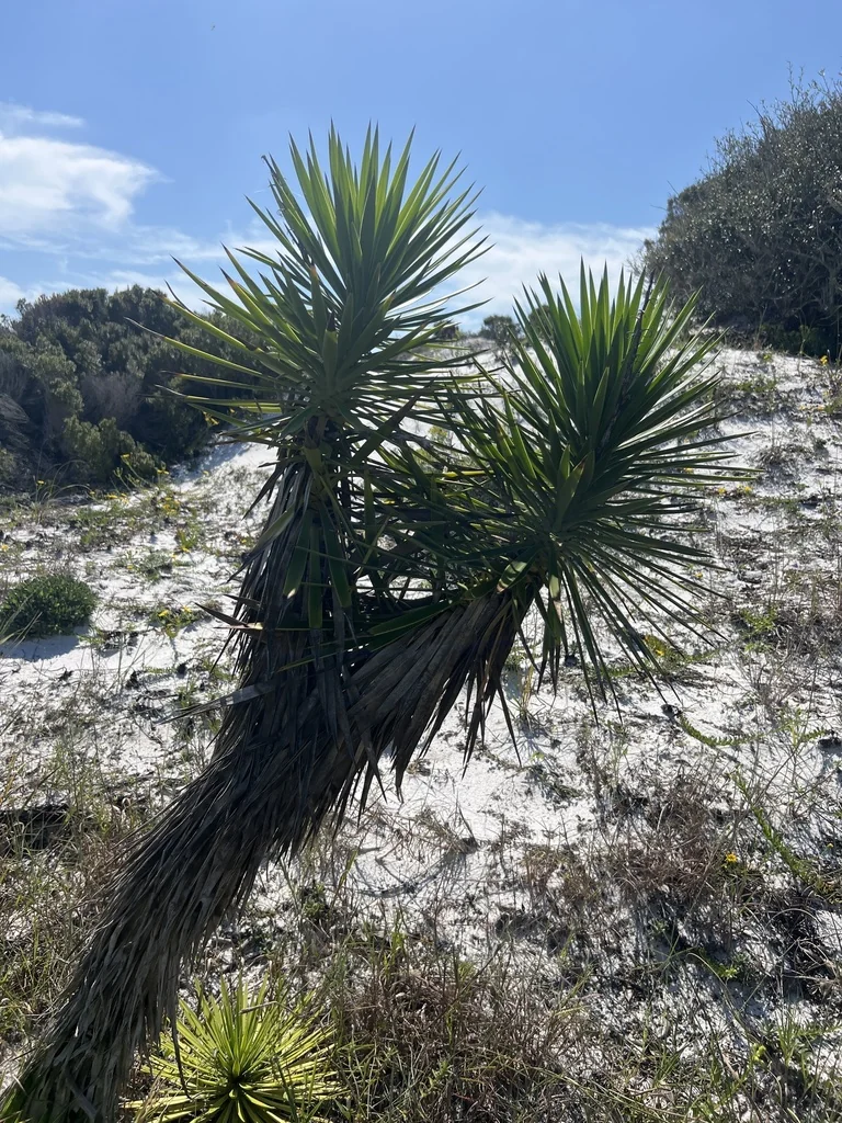 Yucca Aloifolia