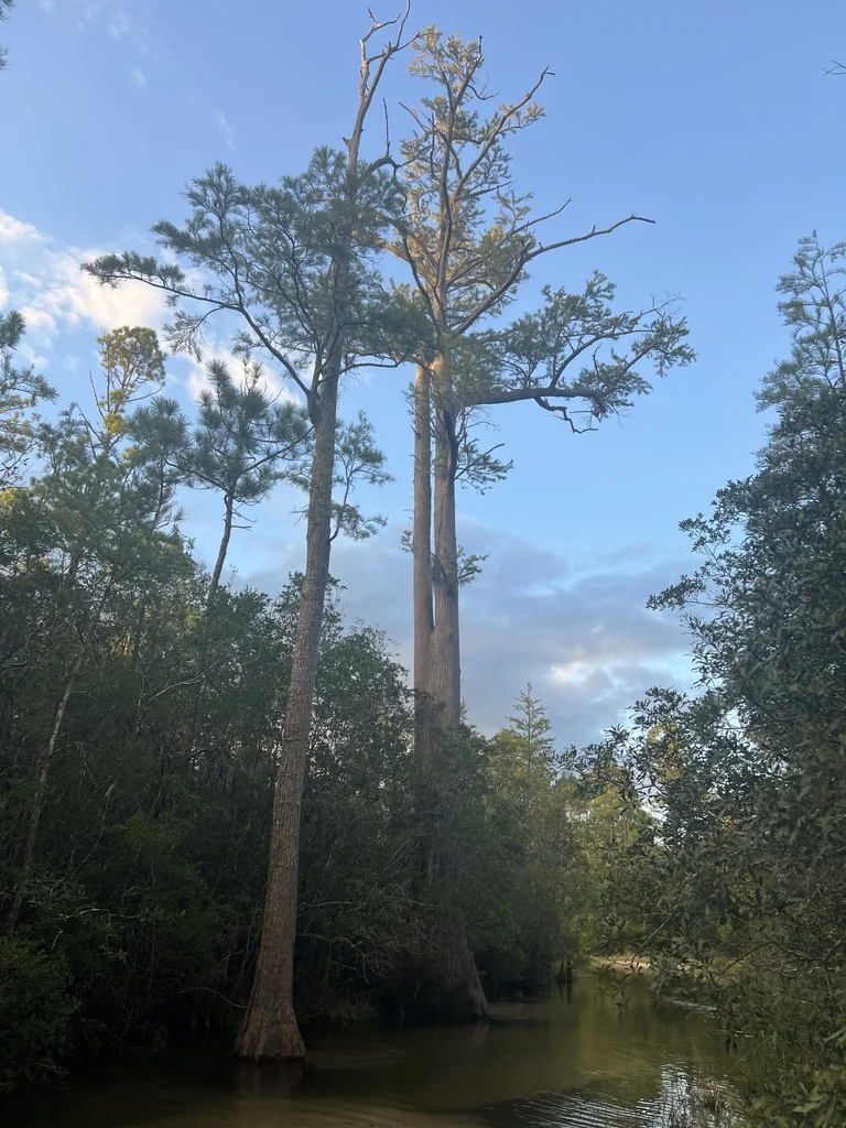 Taxodium Ascendens