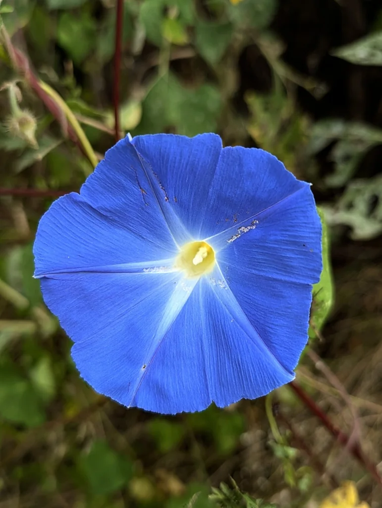 Ipomoea Tricolor