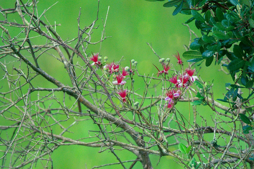 Feijoa sellowiana