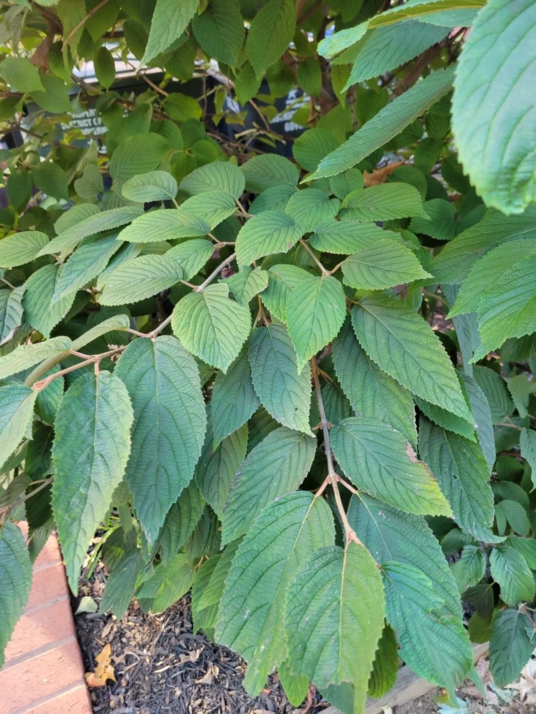 Viburnum Plicatum