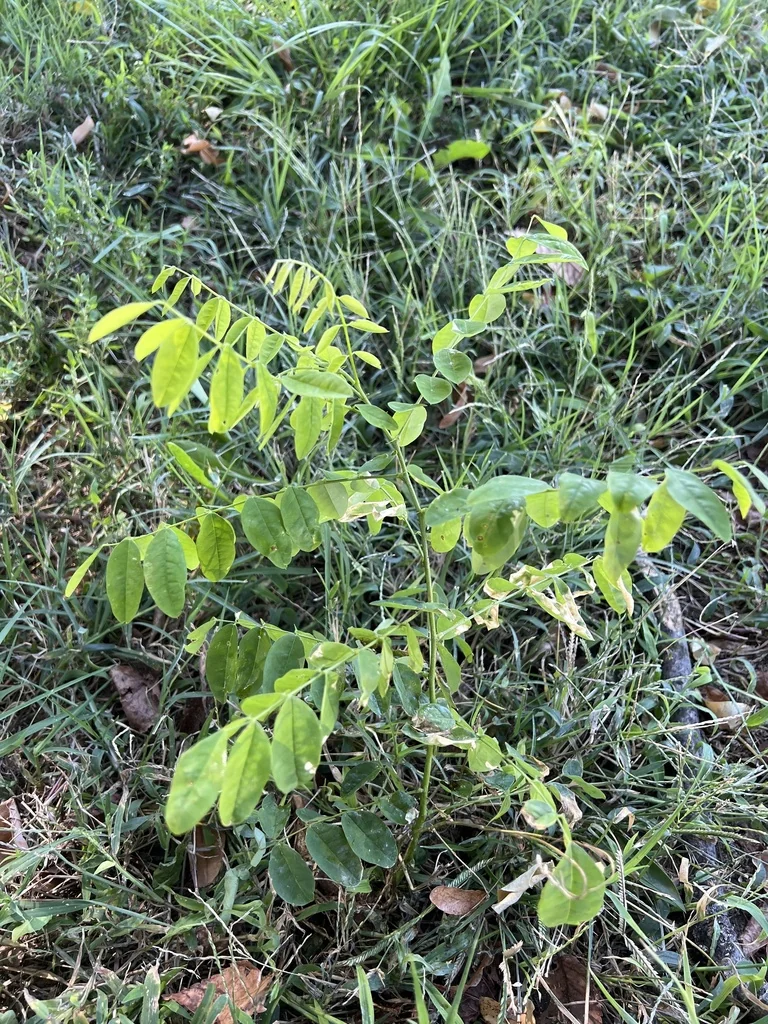 Styphnolobium Japonicum