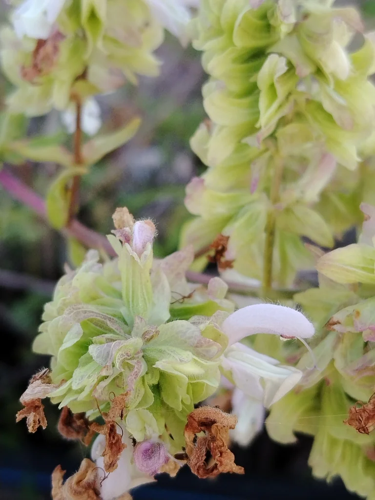 Salvia Canariensis