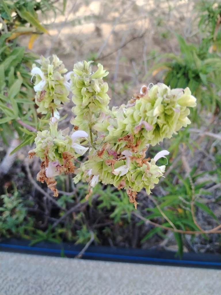 Salvia Canariensis