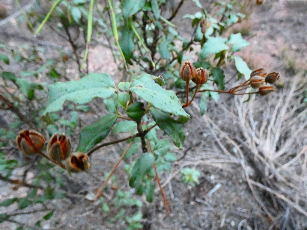 Cistus Laurifolius