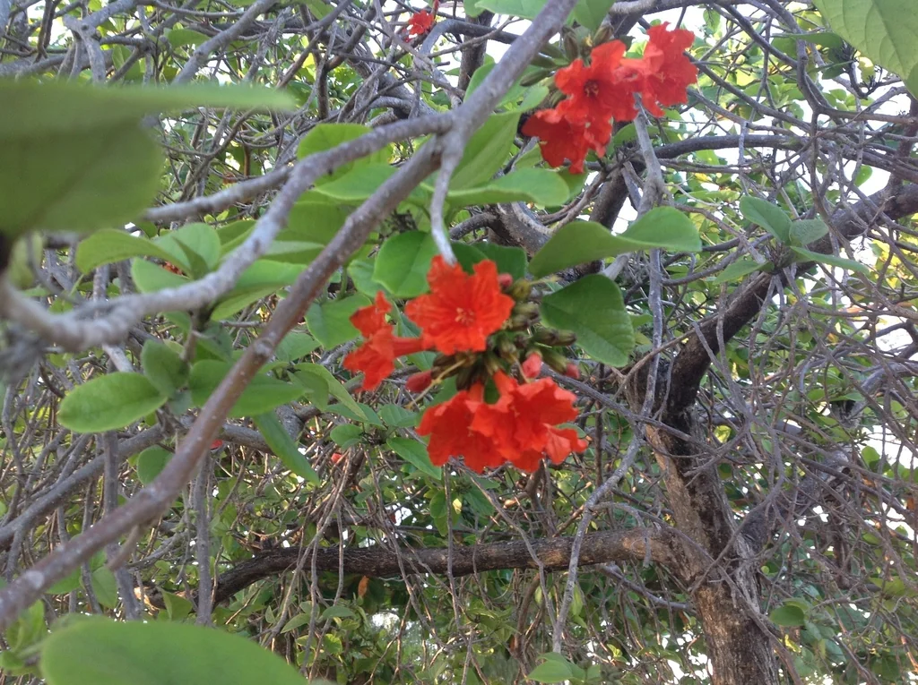 Cordia Sebestena