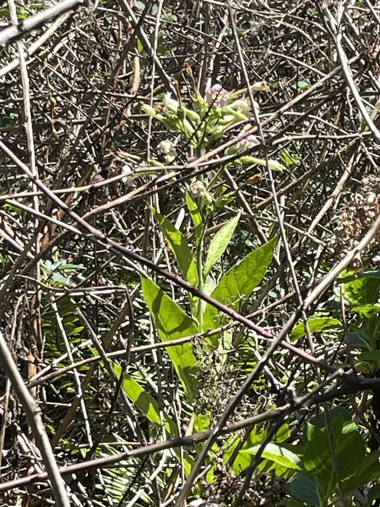 Nicotiana Tabacum