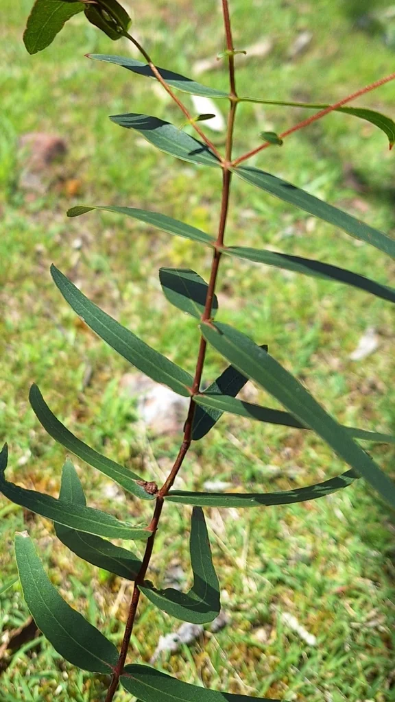 Eucalyptus Viminalis