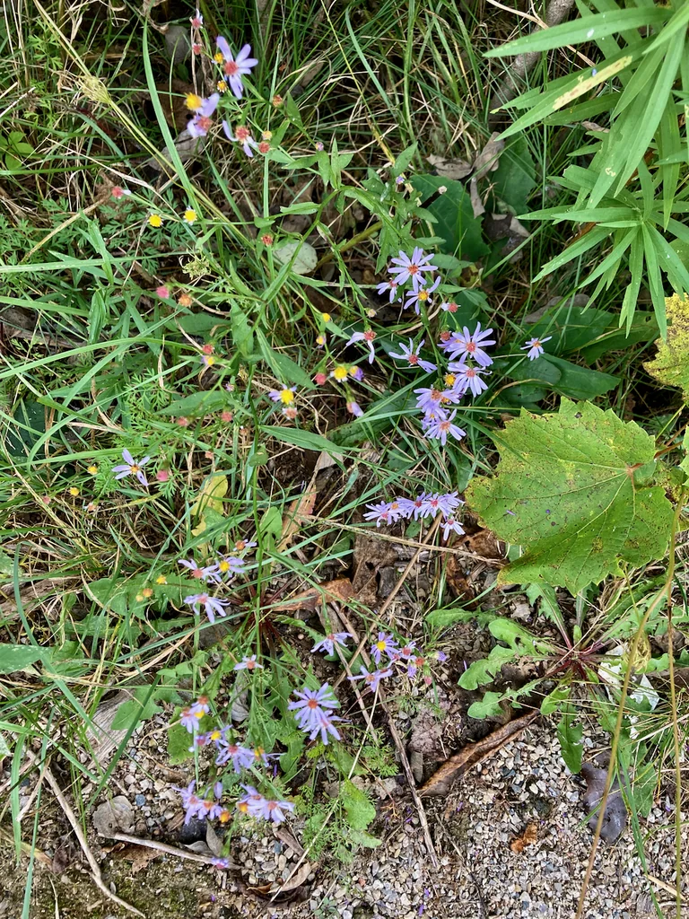 Symphyotrichum Oolentangiense